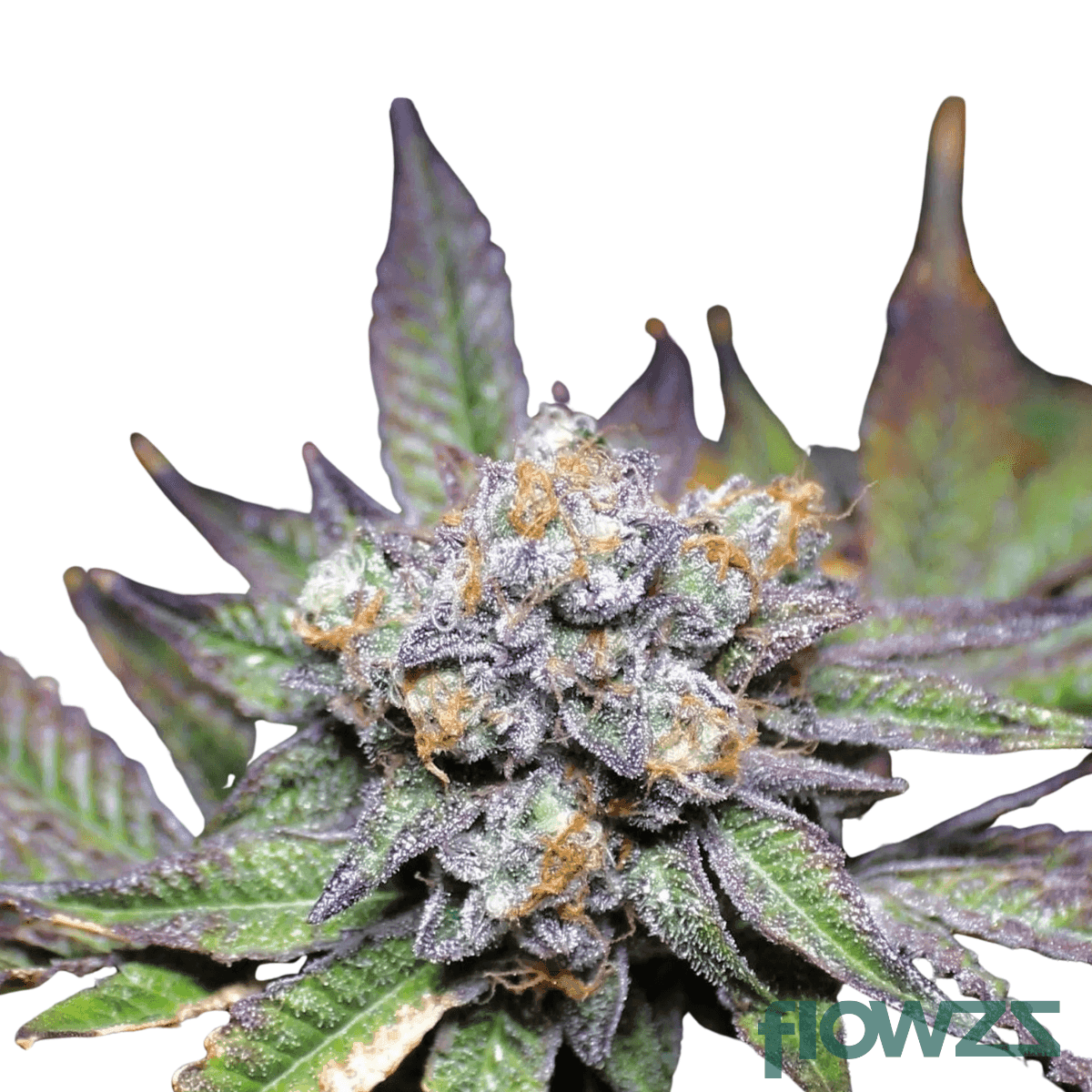 dos-y-dos-cannabis-strain