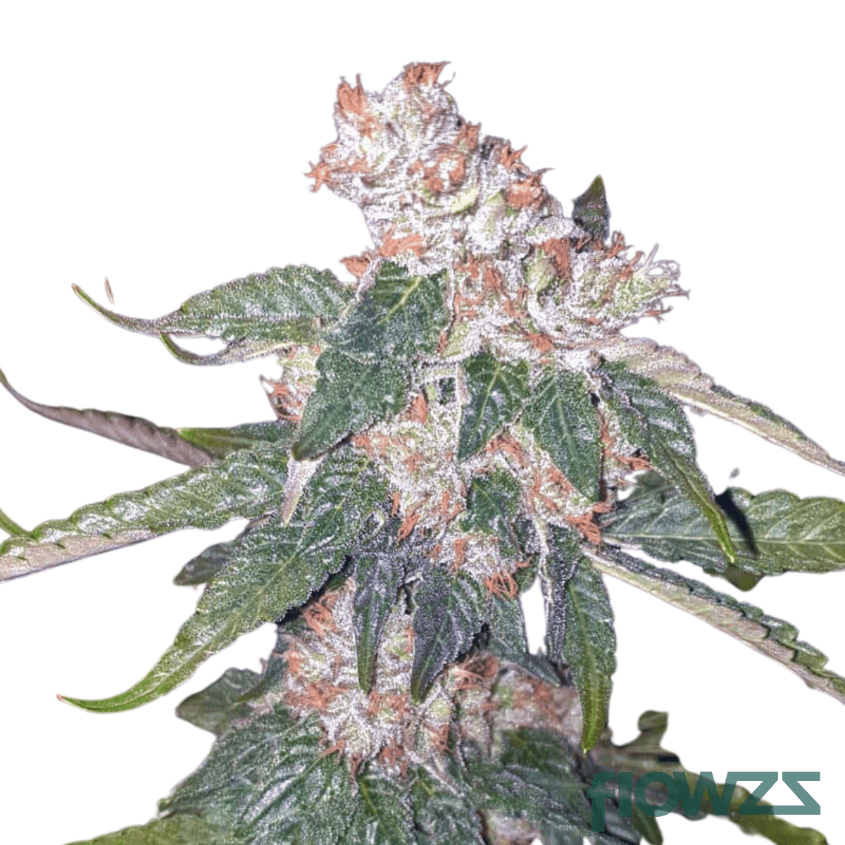 killer-cupcake-cannabis-strain