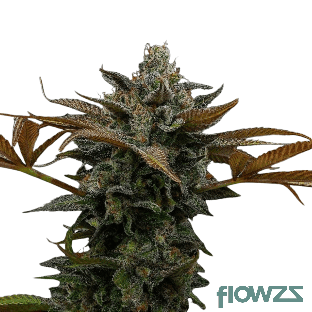 nag-champa-cannabis-strain