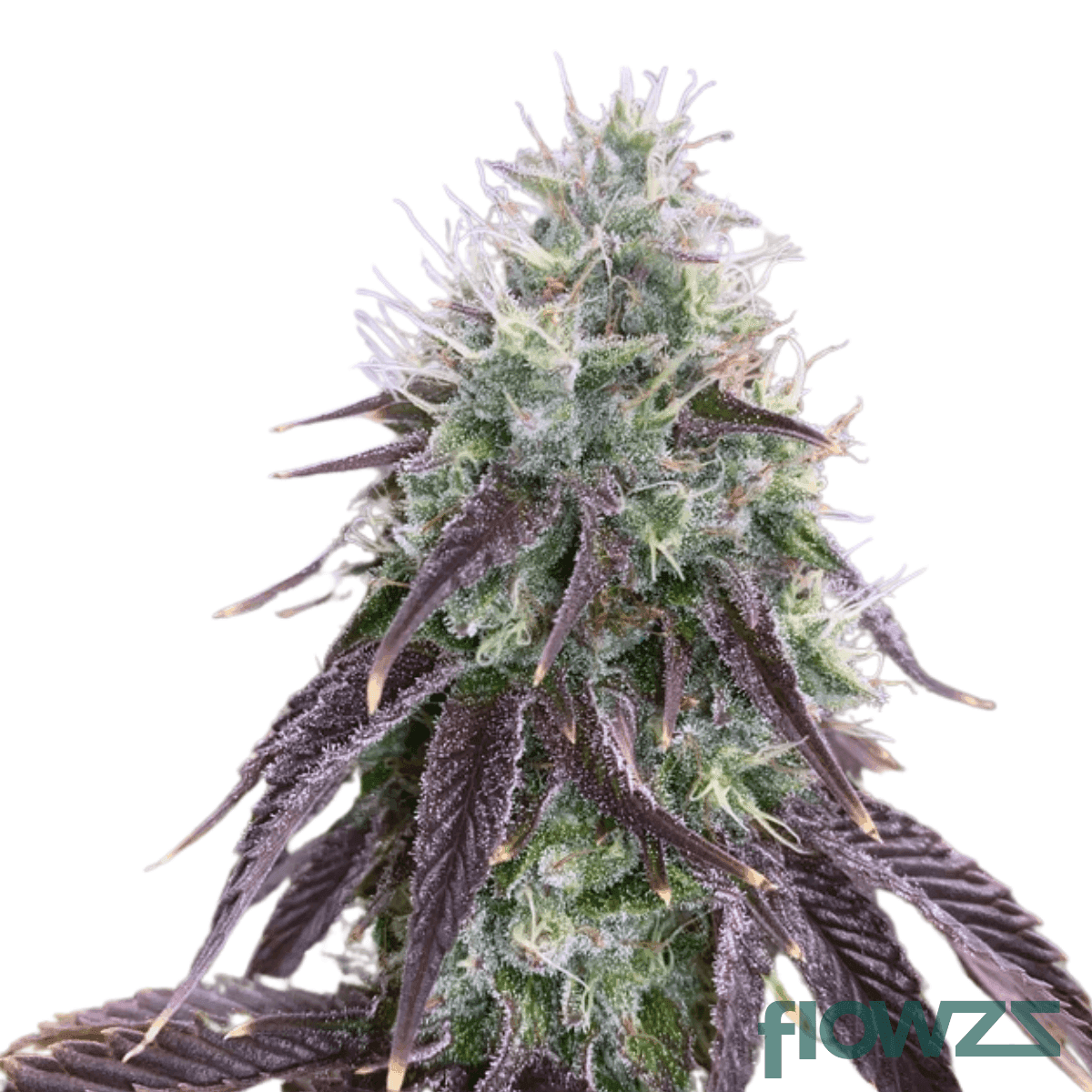 king-bling-cannabis-strain