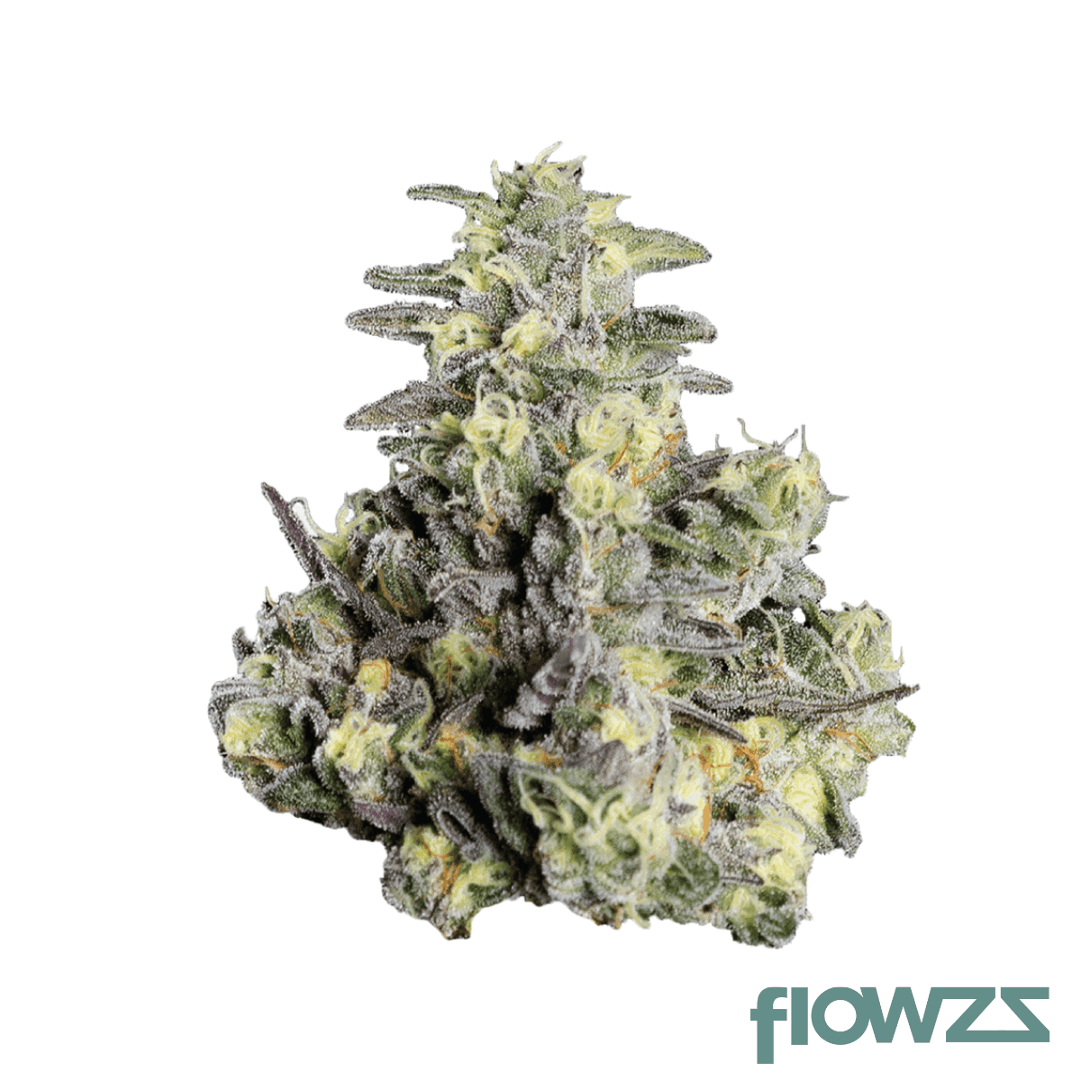 canymed-bc-28-1-alphaflos-schneewittchen