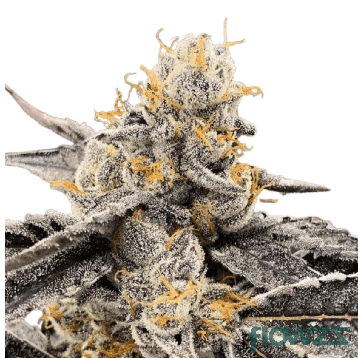 garlic-sherbert-strain