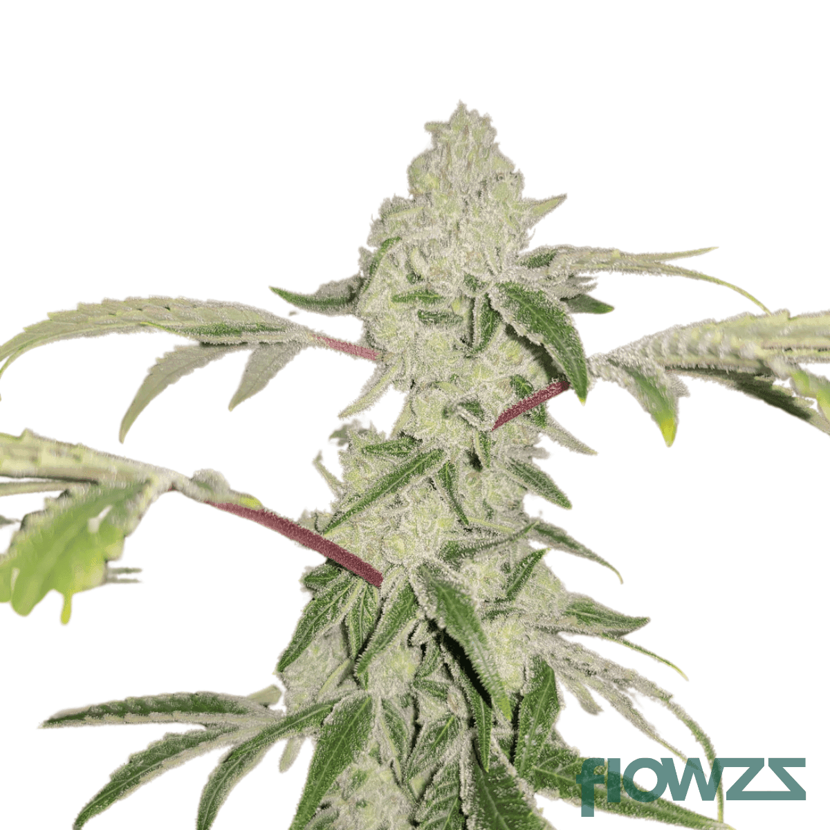 booty-clapper-cannabis-strain