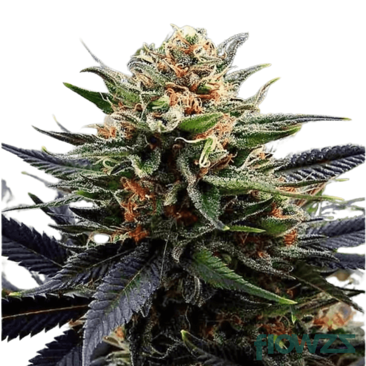 lavender-cake-cannabis-strain