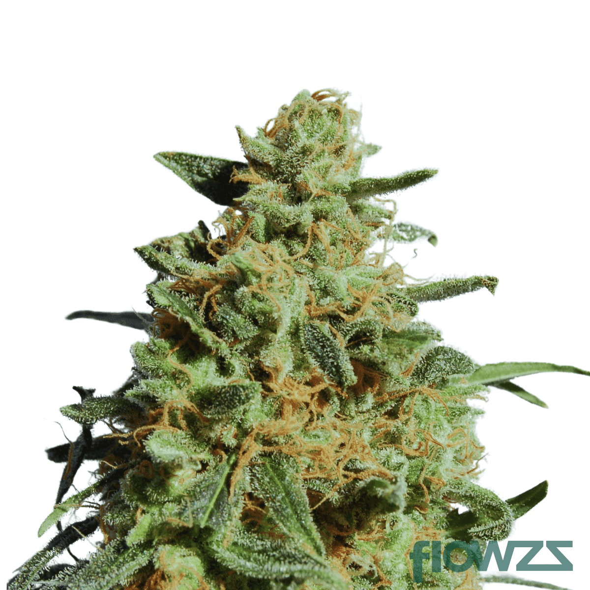 Sugar-Cookies-strain