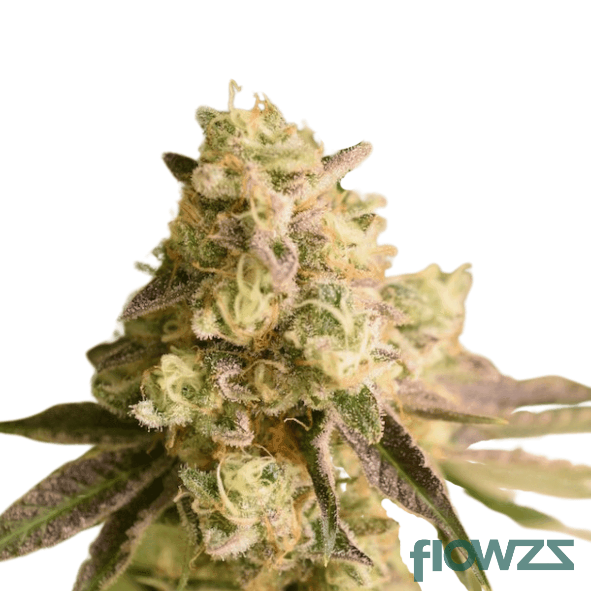 platinum-oranges-cannabis-strain