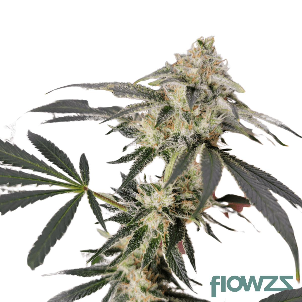 strawberry-bubbles-cannabis-strain