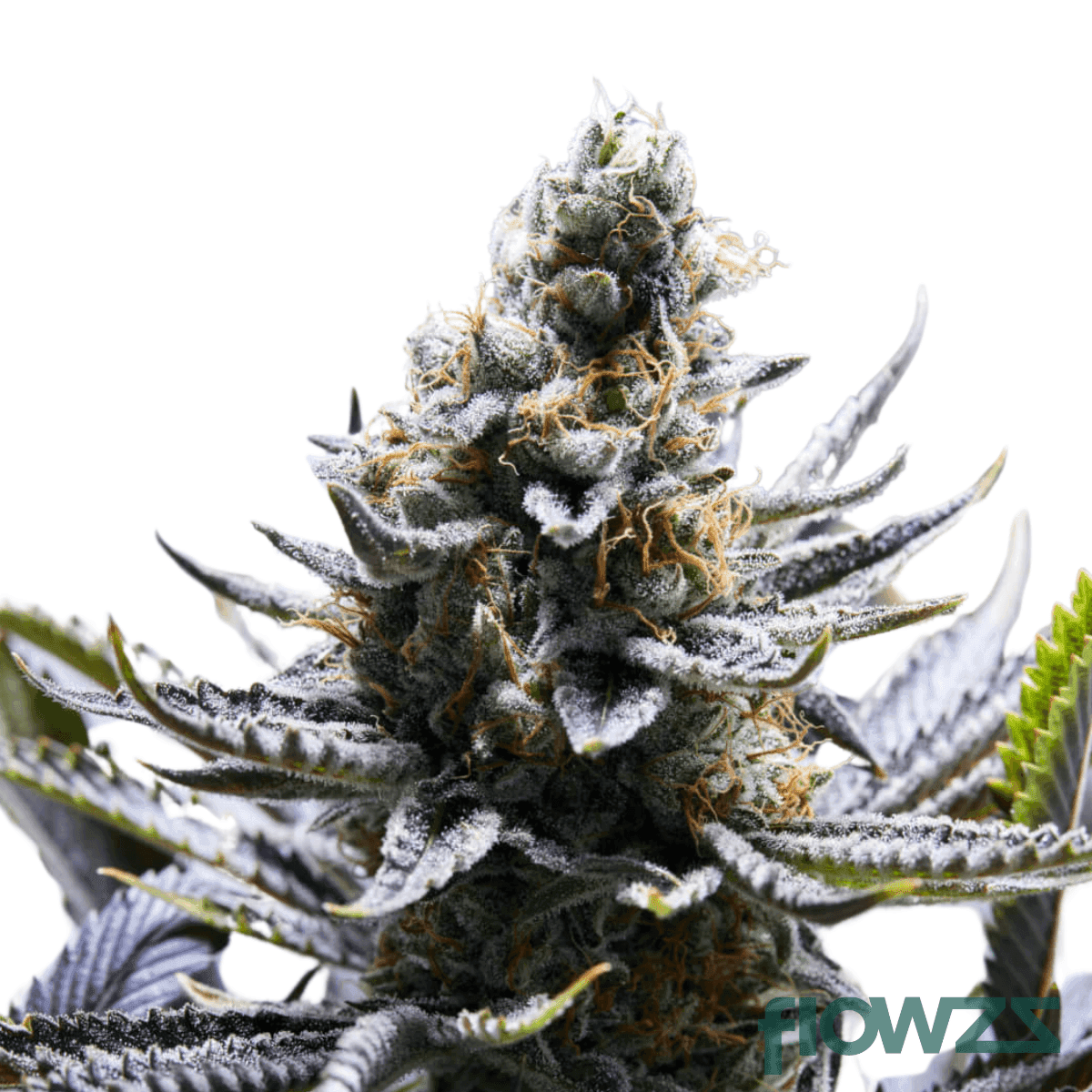 chapel-of-love-cannabis-strain