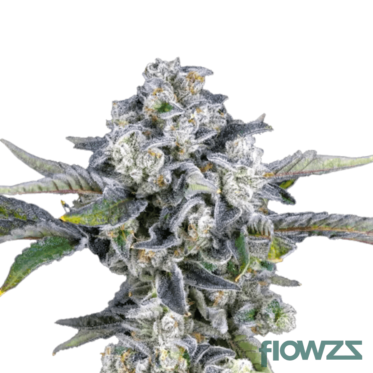 paradiso-cannabis-strain