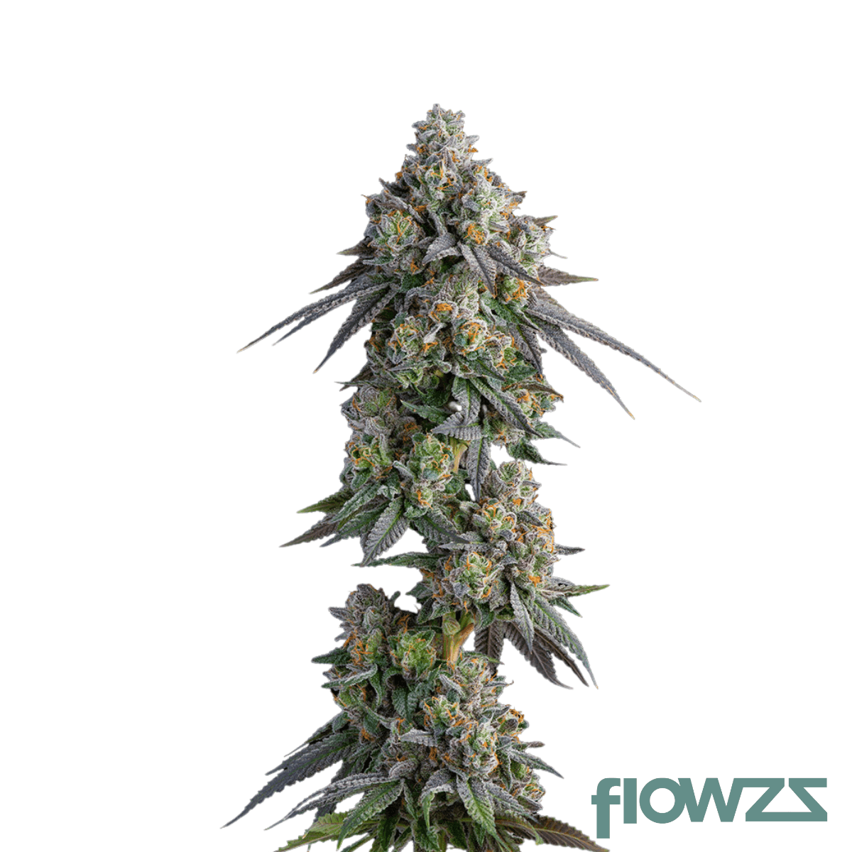 gastro-pop-ultra-cannabis-strain