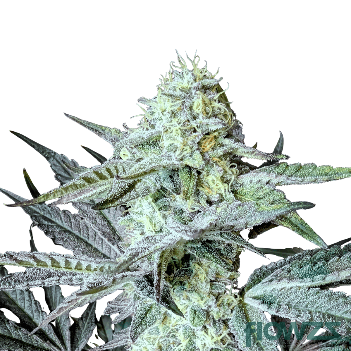 francos-revenge-cannabis-strain