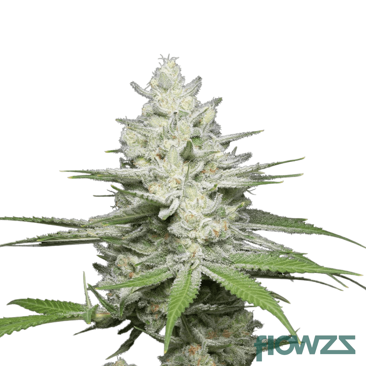 frosted-gumbo-cannabis-strain