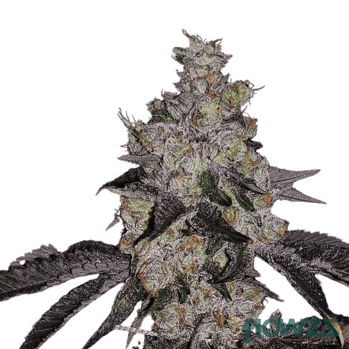 cali-rain-cannabis-strain