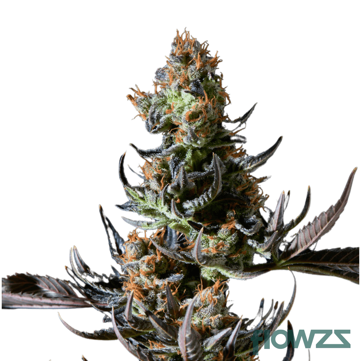 cinderella-haze-cannabis-strain