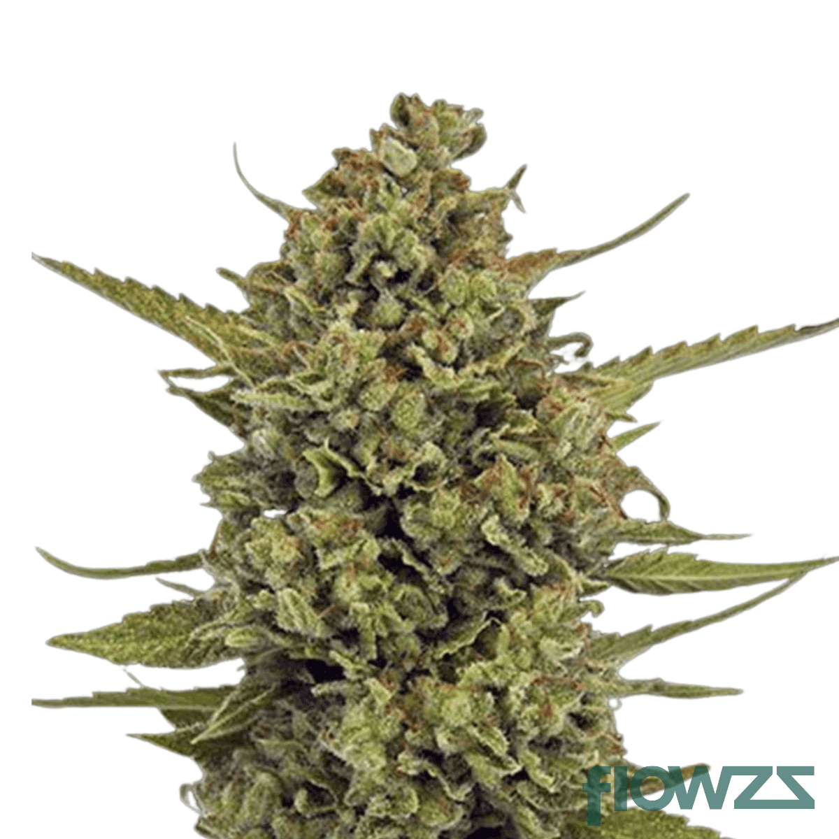 santa-maria-golden-c99-cannabis-strain