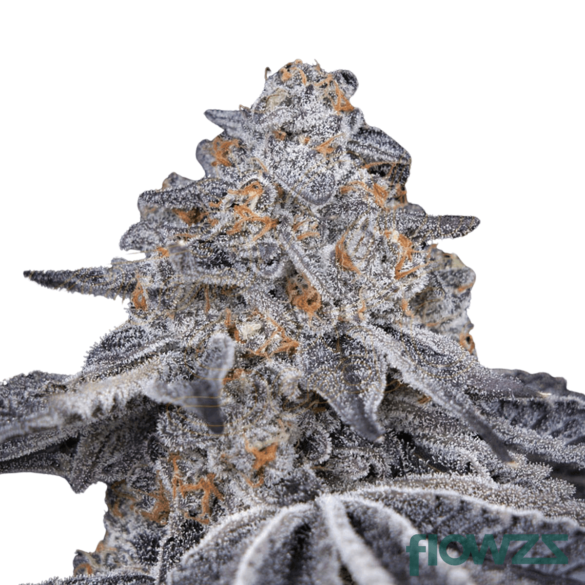 moonlight-cannabis-strain