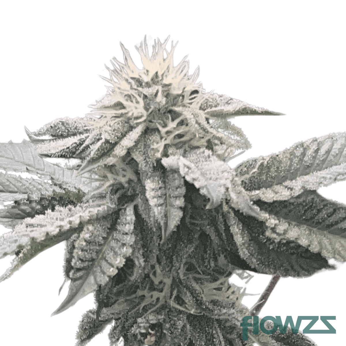 key-lime-kush-sexy-limes-cannabis-strain