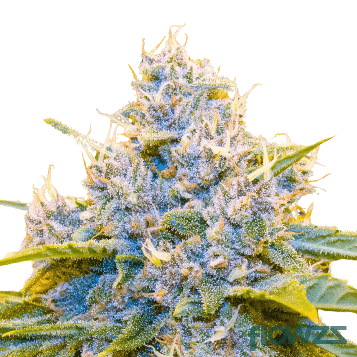 purple-panther-cannabis-strain