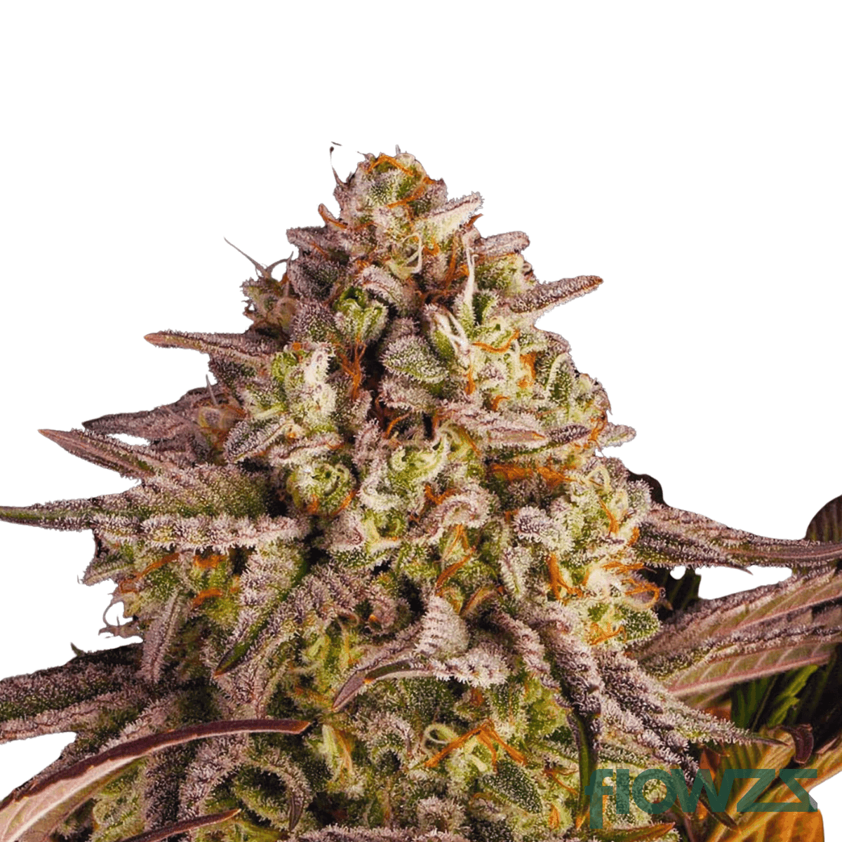 pink-sherbet-cannabis-strain