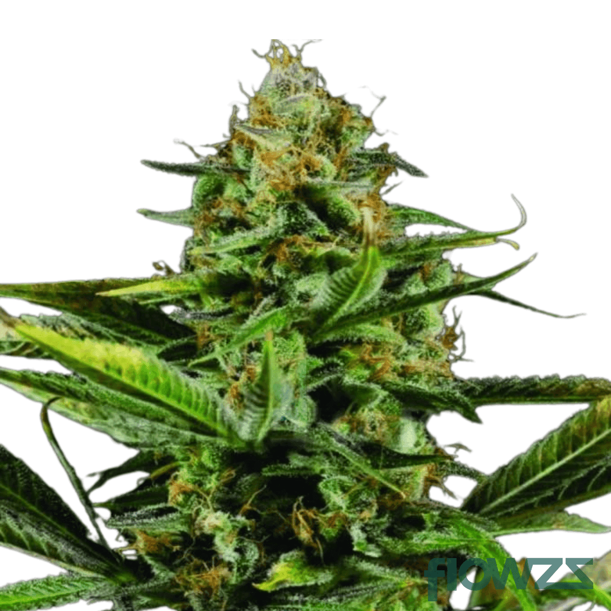 amnesia-kush-sherbet-sockher-cannabis-strain