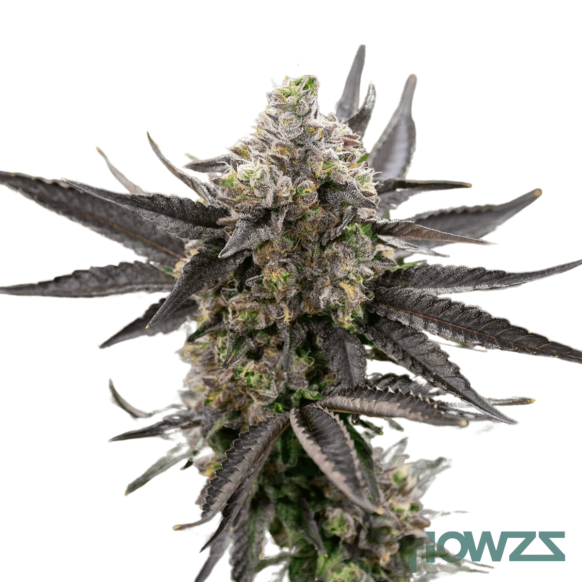 wedding-pop-triangle-strain