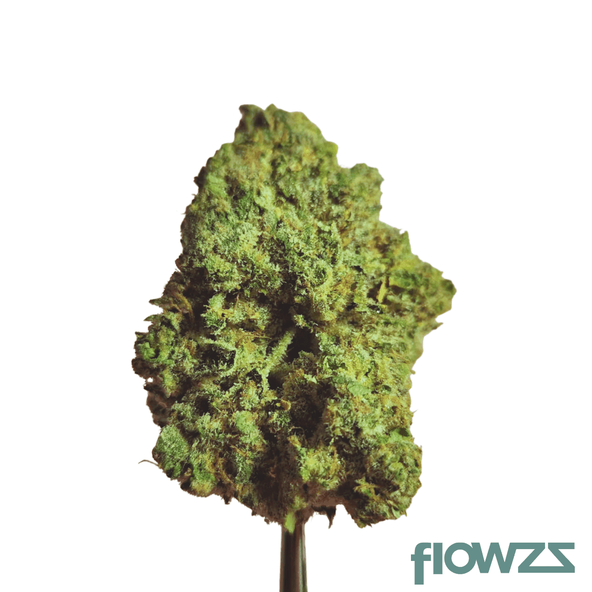 origine-nature-gg-21-1-golden-gauth