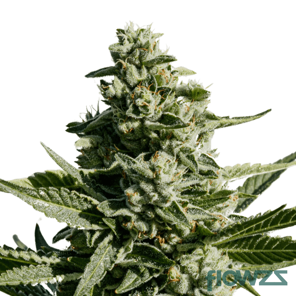 t20-cannabis-strain
