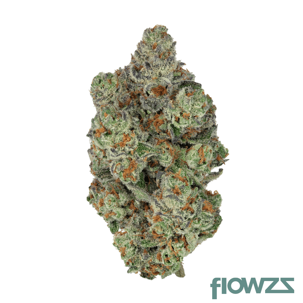 craft-botanics-27-1-mimosa