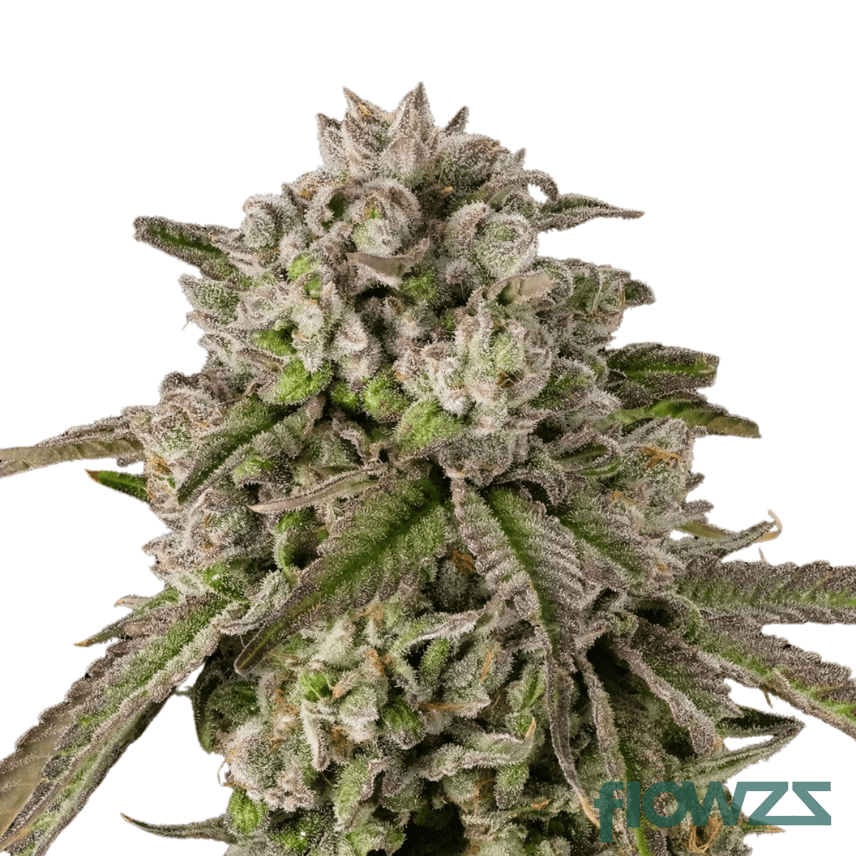 diamond-mints-cannabis-strain