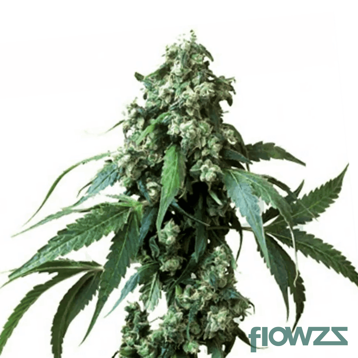 magic-dream-cannabis-strain