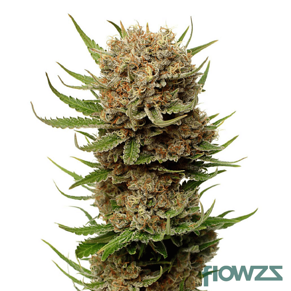 ultra-dosed-candy-cannabis-strain