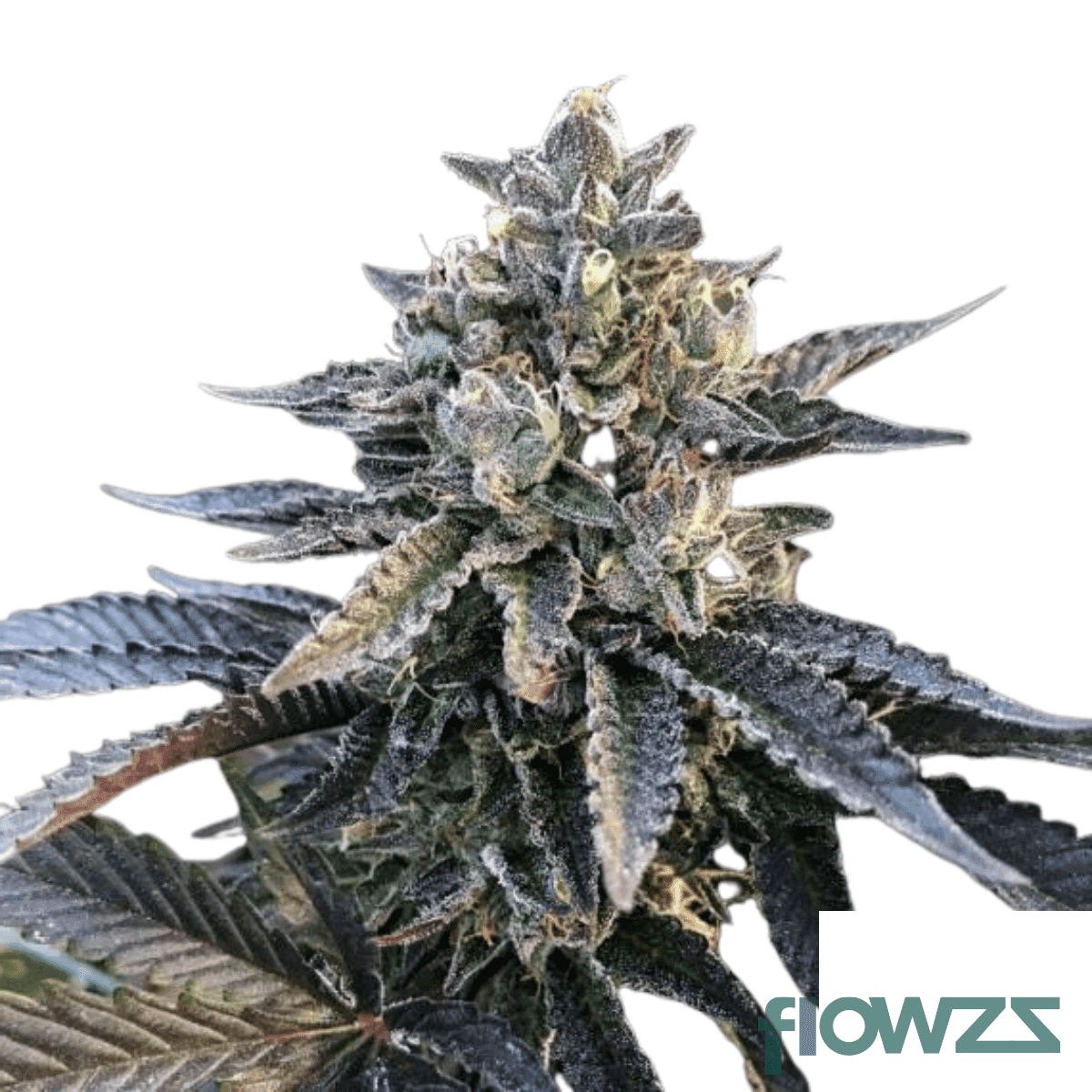 gelato-sherbert-cannabis-strain