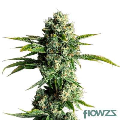 skywalker kush strain