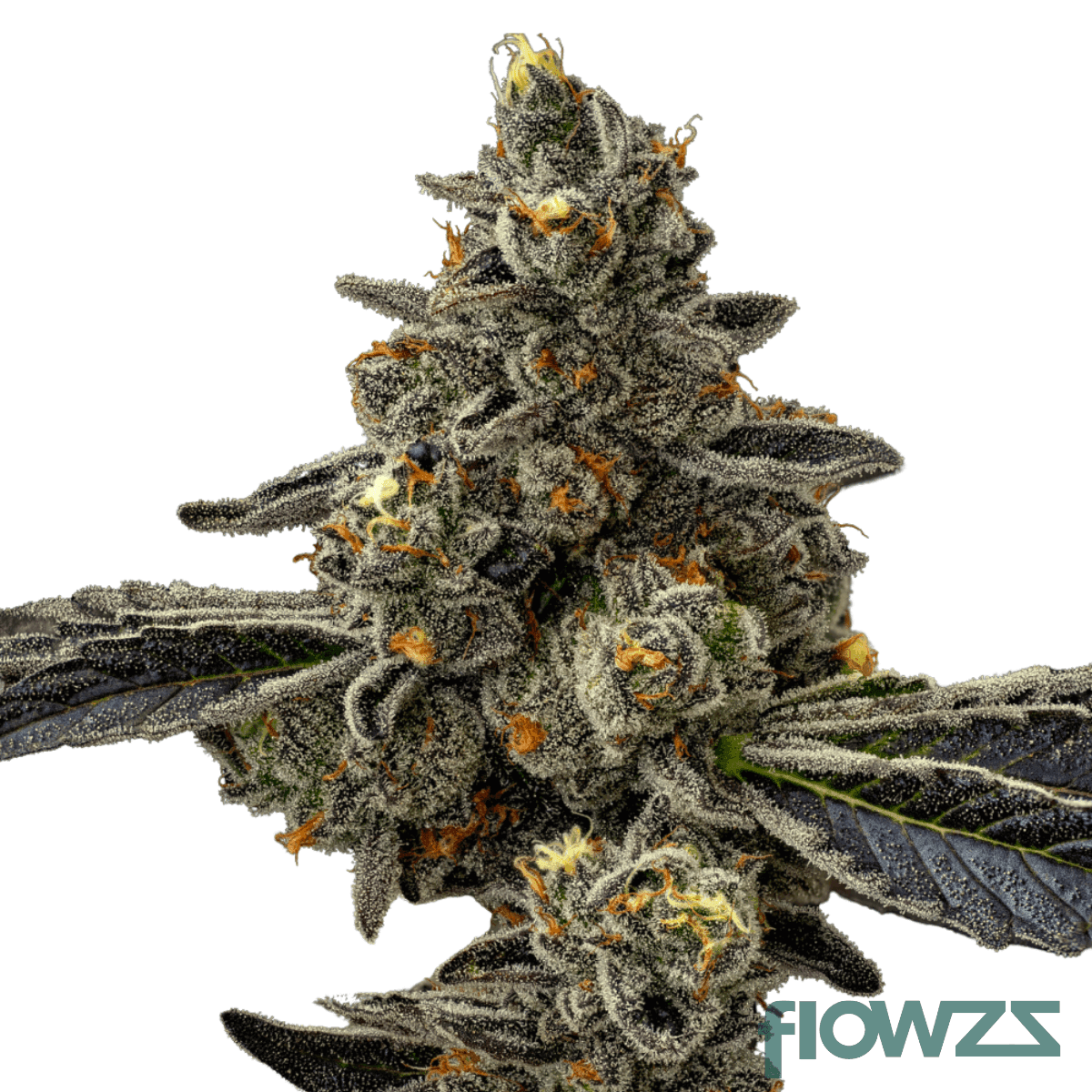 gaschata-cannabis-strain