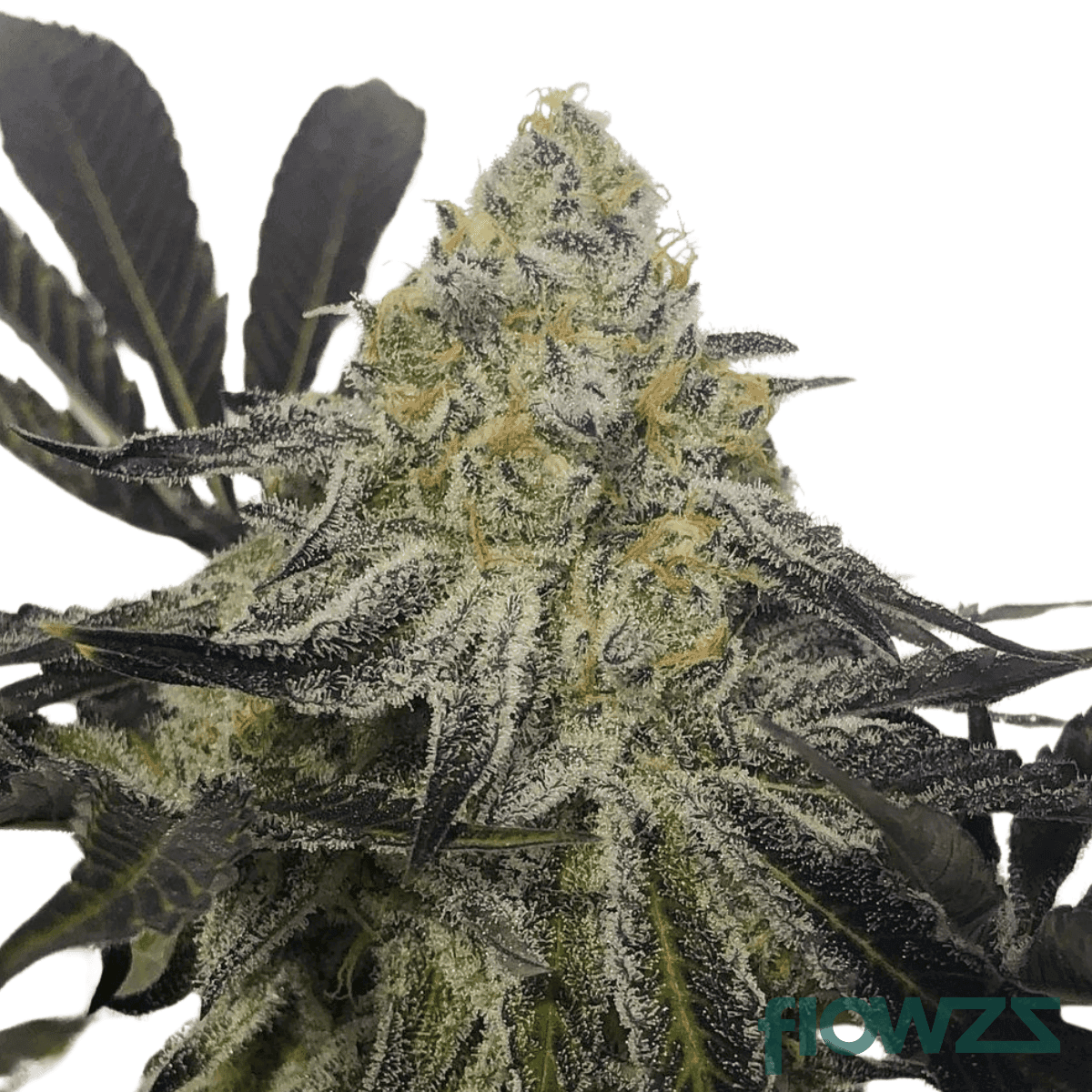 alien-breath-cannabis-strain