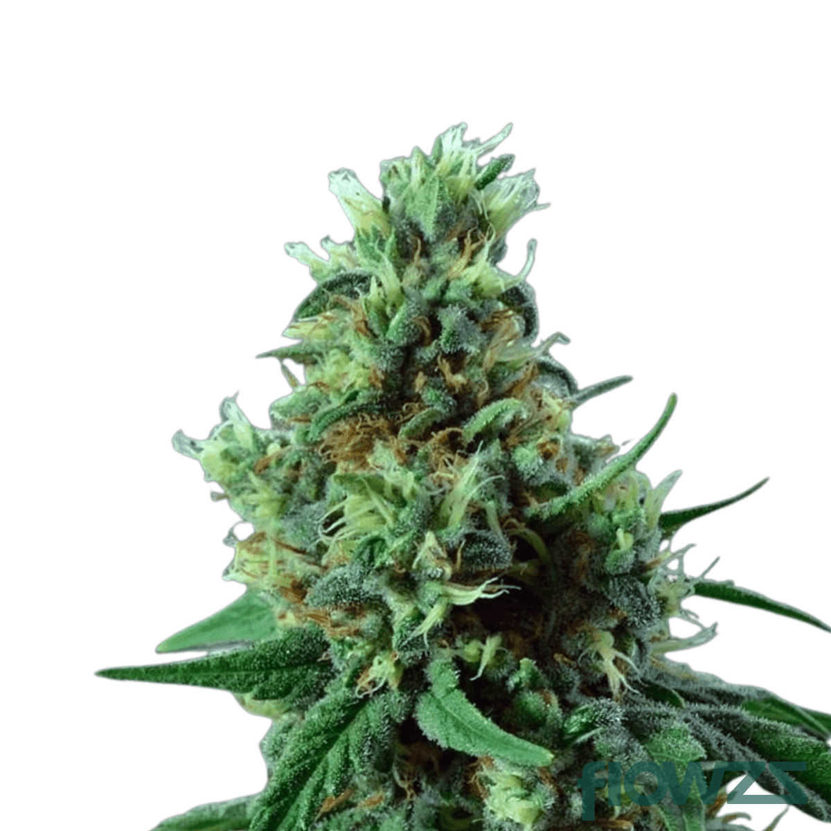 sour-cherry-diesel-cannabis