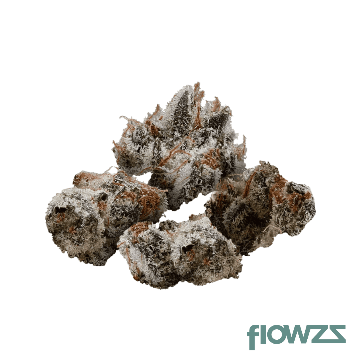 mgf-pop-up-no-2-22-1-el-chivo