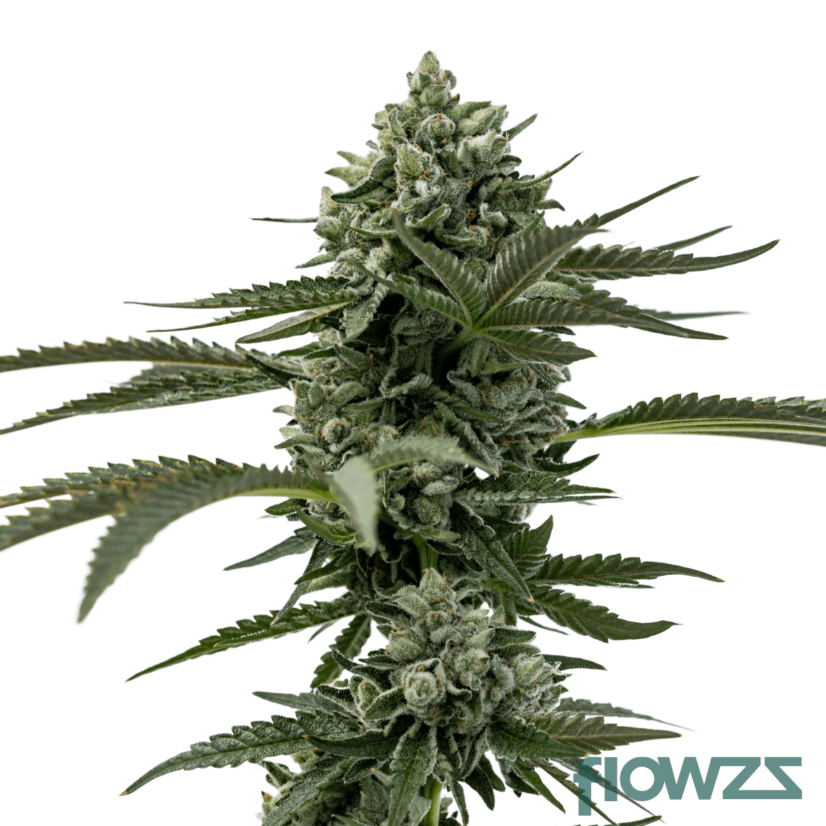 noga-cannabis-strain