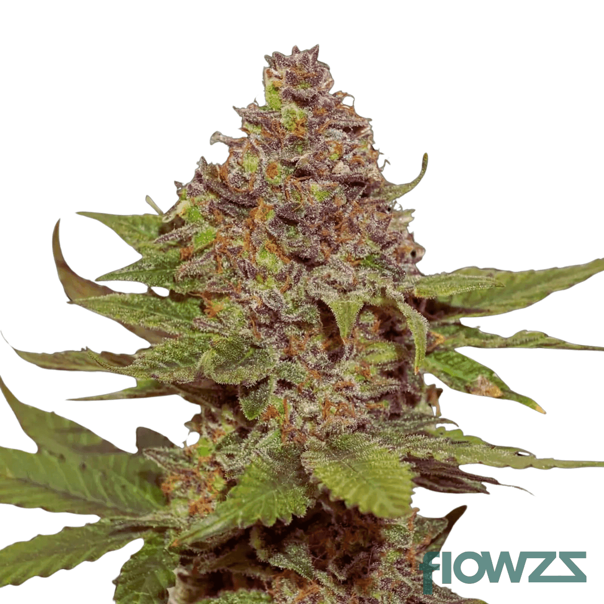 strawberry-cloud-cannabis-strain