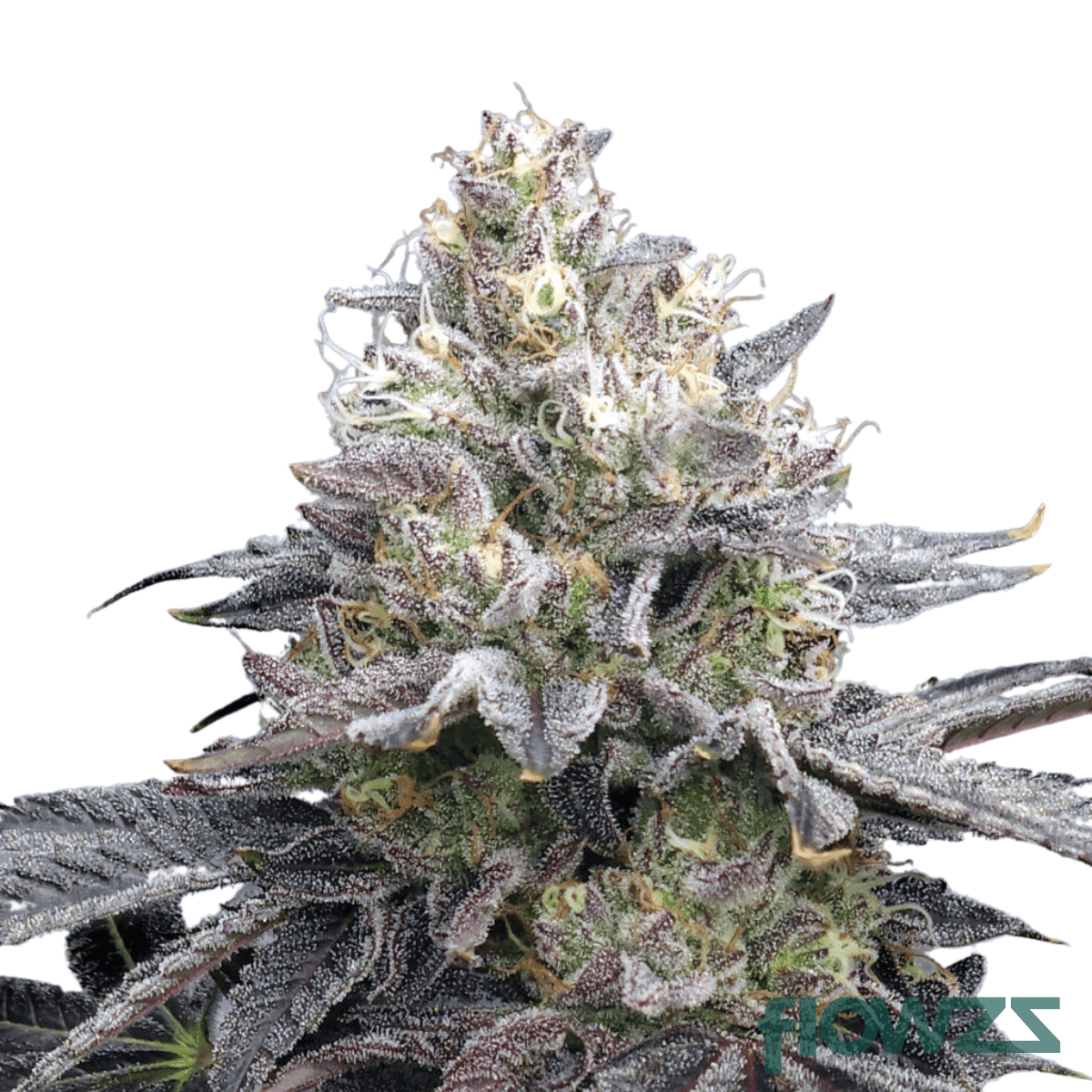 sudz-cannabis-strain