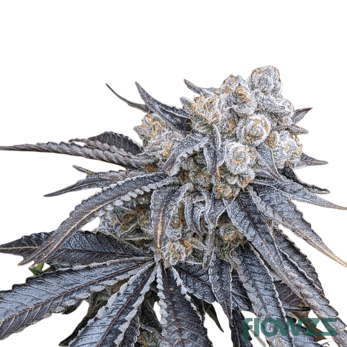 ghost-gelato-cannabis-strain