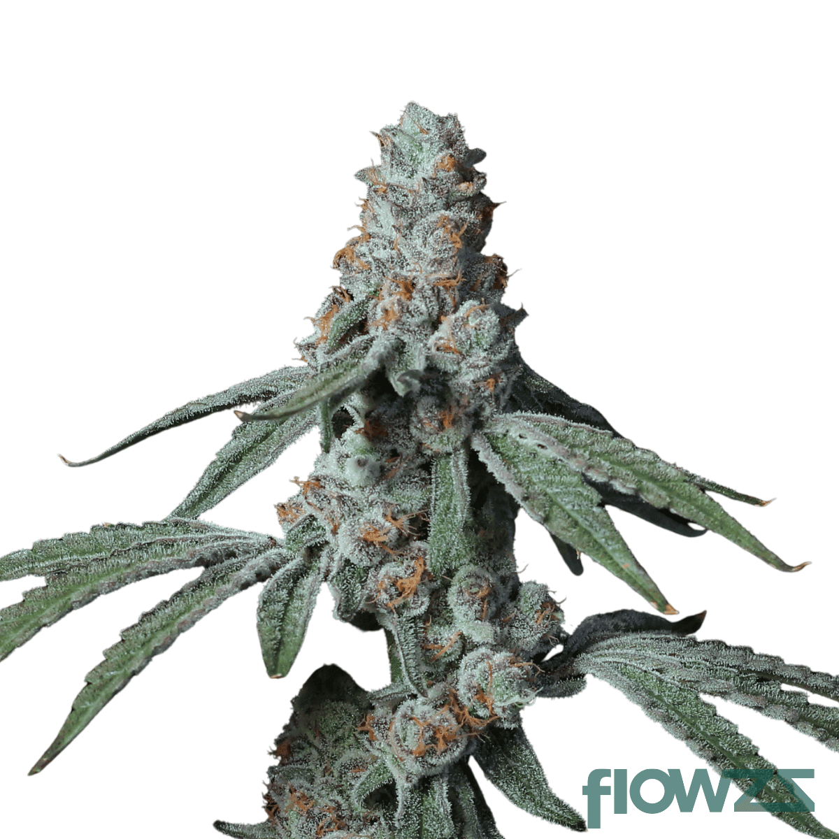 Slurricane-Platinum-Kush-Breath-cannabis-strain