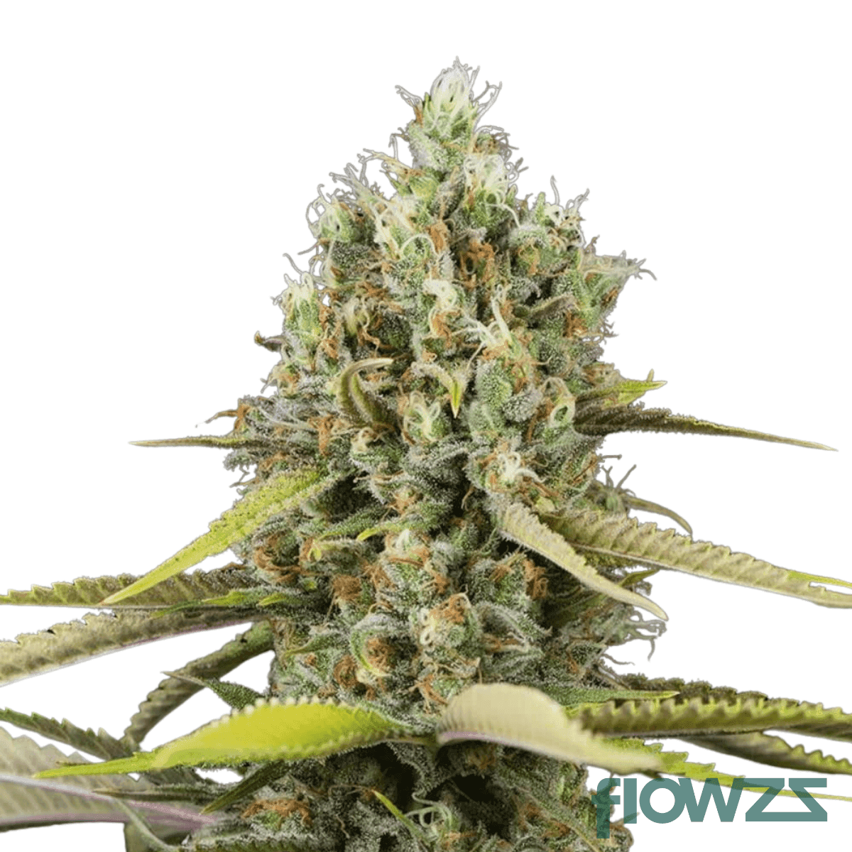 lemon-krash-cannabis-strain