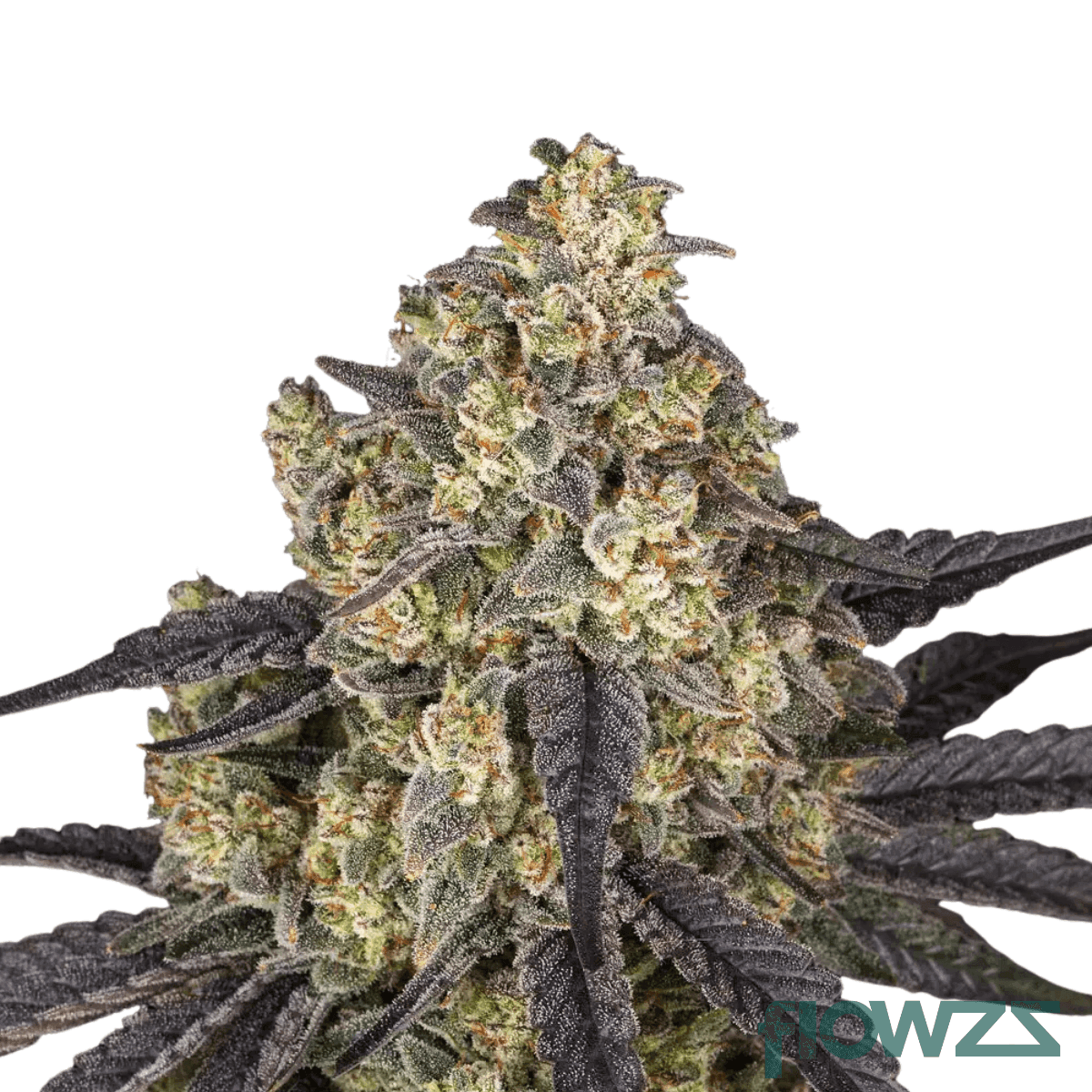 GMO-Cookies-x-Kush-Mintz-cannabis-strain