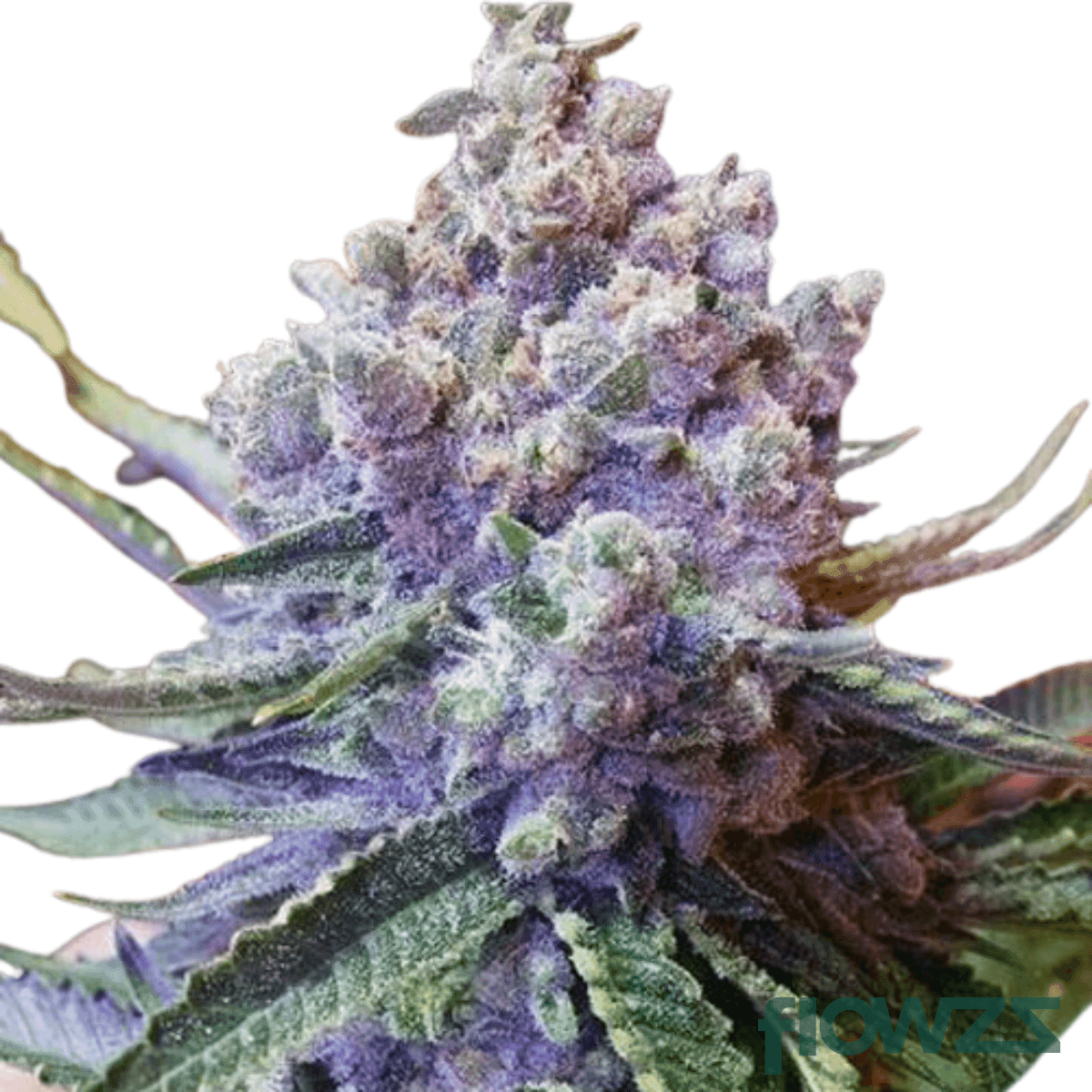 sour-og-cheese-cannabis-strain