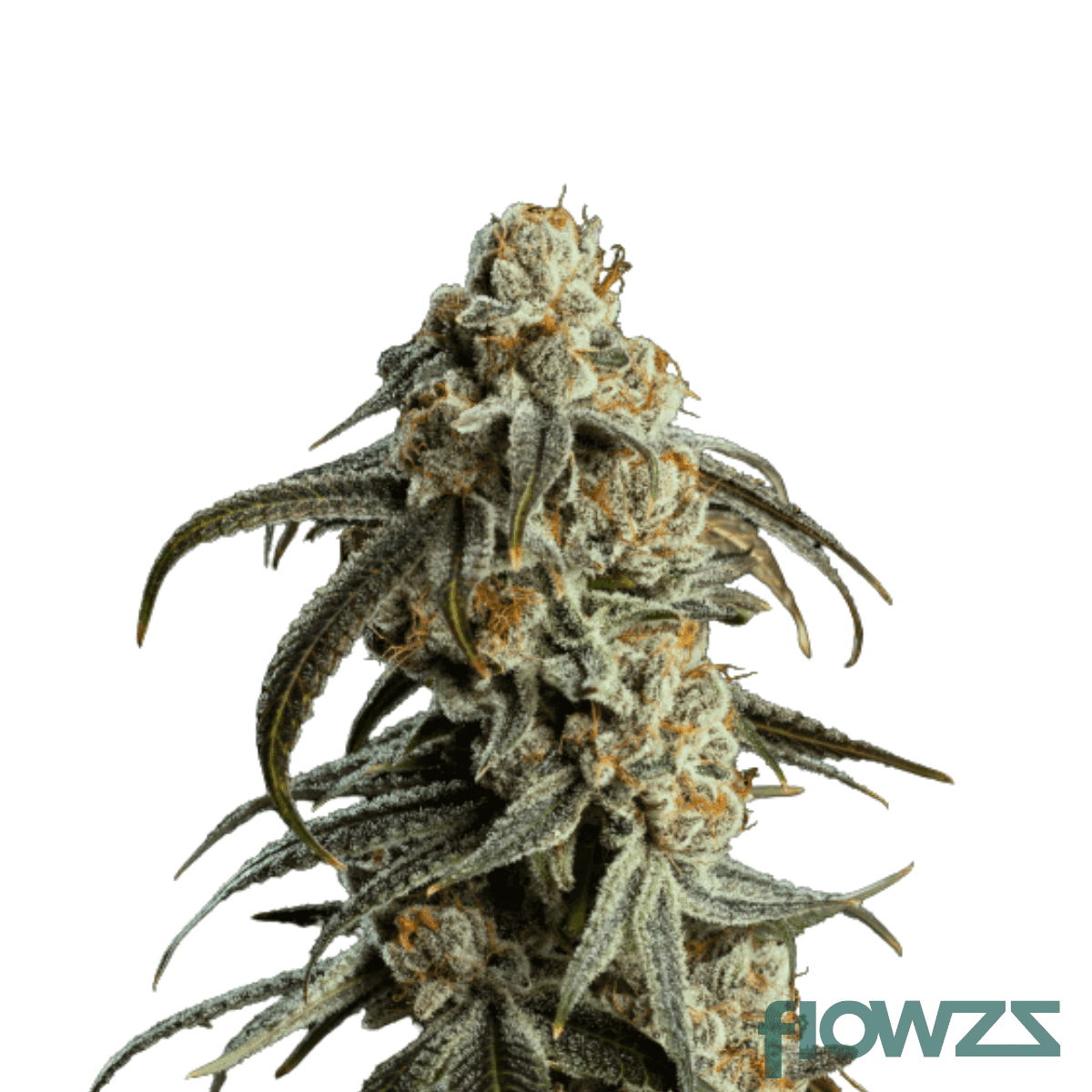 tangerine-punch-strain