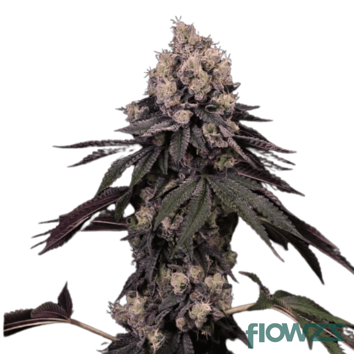 rose-gold-pave-cannabis-strain