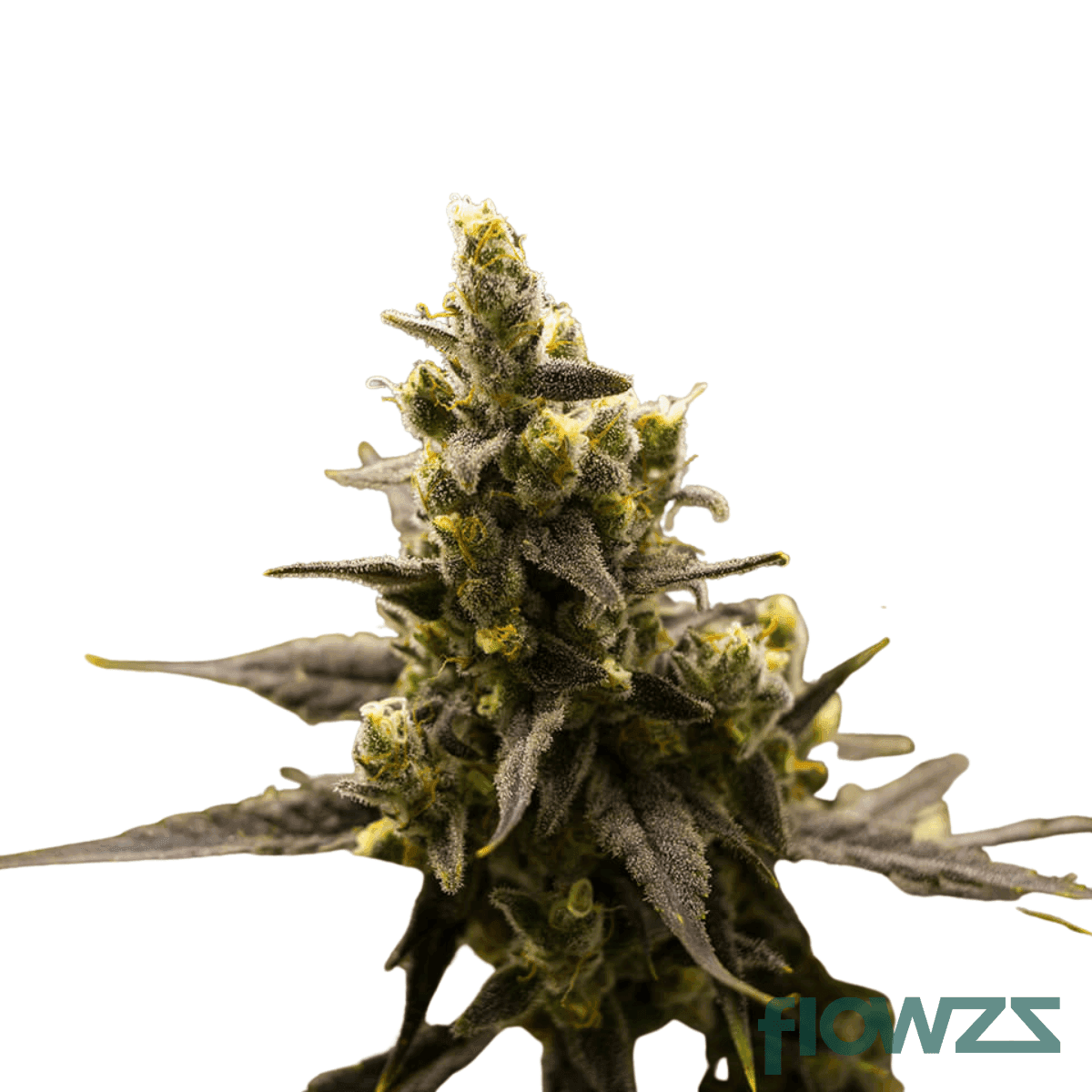 grape-face-cannabis-strain