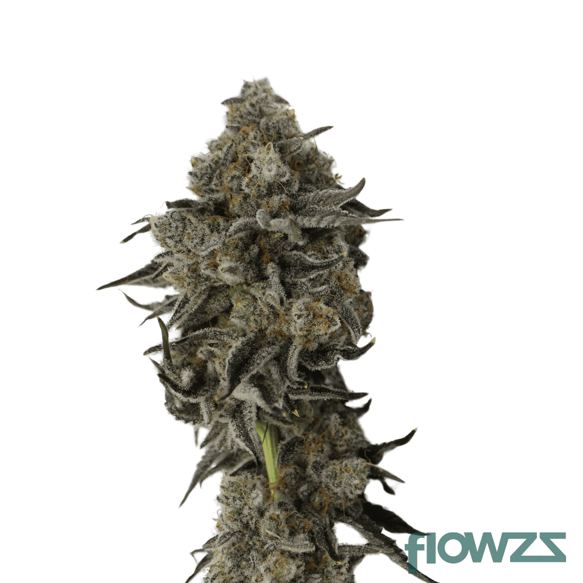 king-z-cannabis-strain
