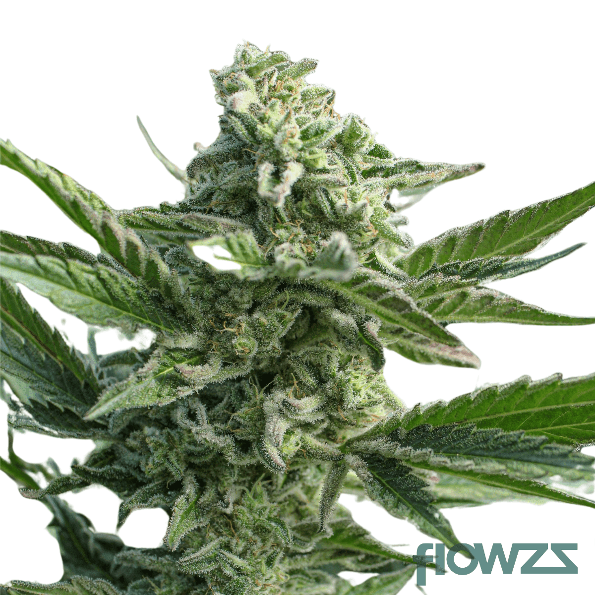 apple-gas-cannabis-strain